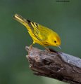 _B249154 yellow warbler